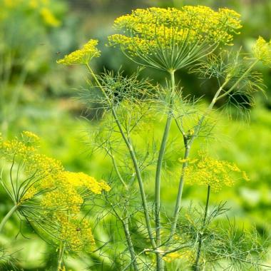 Florist's Dill seeds: Anethum graveolens 'Mariska'