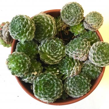 Spider web houseleek 'Arachnoides': Sempervivum tectorum 'Arachnoides'