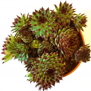 Red tipped houseleek 'Calcareum': Sempervivum tectorum 'Calcareum'
