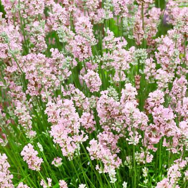 Lavender BeeZee Pink: Lavandula angustifolia 'BeeZee Pink'