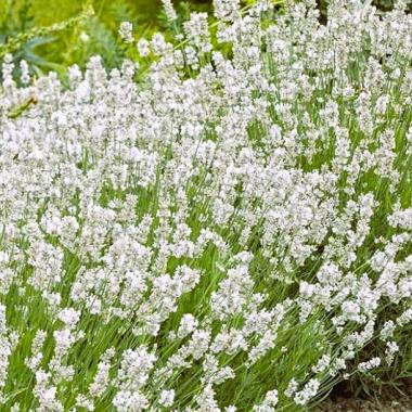 White Lavender 'Exceptional': Lavandula x intermedia 'Exceptional'