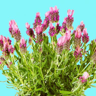 Lavender Lavlov Deep Pink: Lavandula stoechas Lavlov Deep Pink