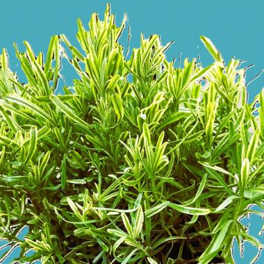 Lavender Platinum Blonde (Momparler): Lavandula angustifolia 'Platinum Blonde'