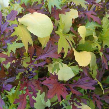 Mixed Salad Leaf seeds — Bright and Spicy mix:  