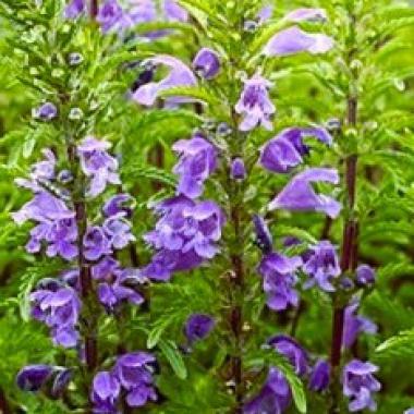 Moldavian Balm Seed (Moldavian dragonhead): Dracocephalum moldiva