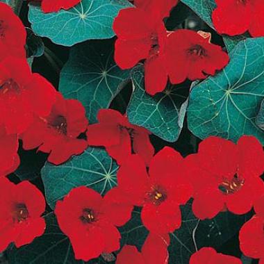 Nasturtium 'Empress of India' seeds: Tropaeolum majus