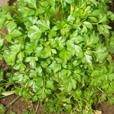 Giant Italian Parsley: Petroselinum hortense 'Giant Italian'