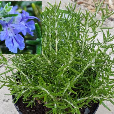 Rosemary 'Roman Beauty': Salvia rosmarinus 'Roman Beauty'
