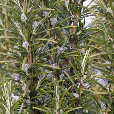 Rosemary 'Miss Jessopp's Upright': Salvia rosmarinus 'Miss Jessopp's Upright'