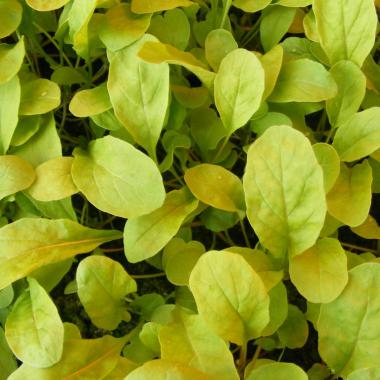 Salad Rocket seeds (Arugula): Eruca sativa 'Victoria'
