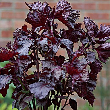 Purple Shiso - Perilla: Perilla frutescens 'Crispa rubra'