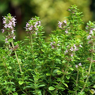Thyme 'Archers Gold': Thymus x citriodorus 'Archers Gold'