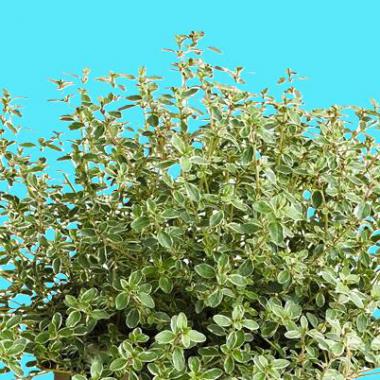 Thyme 'Silver King': Thymus x citriodorus 'Silver King'