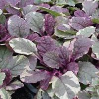Bugle Burgundy Glow (Bugle weed): Ajuga reptans 'Burgundy Glow'