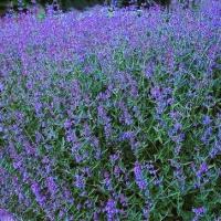Catmint Baby Cat: Nepeta faassenii 'Baby Cat'