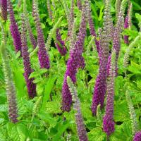 Germander Caucasian (Iranian Germander): Teucrium hircanicum