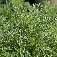 Chamomile leaves