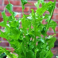 Chicory: Cicorium intybus