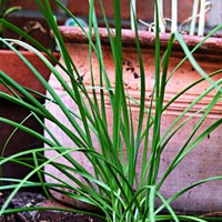Garlic Chives: Allium tuberosum