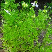 Cumin (black) seeds: Nigella sativa