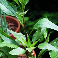 Echinacea - Purple cone-flower: Echinacea purpurea (Rudbeckia purpurea)