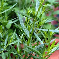 French Tarragon: Artemesia dracunculus