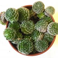 Spider web houseleek 'Arachnoides': Sempervivum tectorum 'Arachnoides'