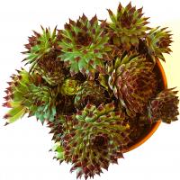 Red tipped houseleek 'Calcareum': Sempervivum tectorum 'Calcareum'