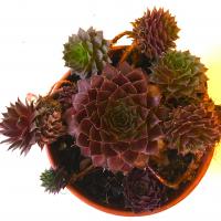 Red Houseleek 'Rubin': Sempervivum tectorum 'Rubin'