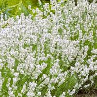 White Lavender<br />'Exceptional'
