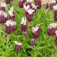 Lavender Kew Red (French lavender Kew Red): Lavandula stoechas 'Kew Red'