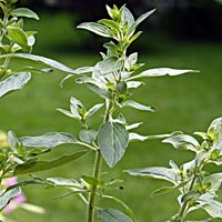 Pot Marjoram: Oreganum onites