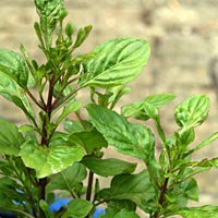 Lime Mint: Mentha x piperata citrata 'Lime'