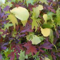 Mixed Salad Leaf seeds — Bright and Spicy mix:  