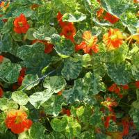 Nasturtium 'Alaska' seeds: Tropaeolum majus