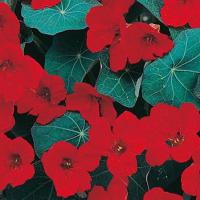 Nasturtium 'Empress of India' seeds: Tropaeolum majus