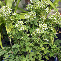 Oregano 'Hot and Spicy': Oreganum vulgare 'Hot and Spicy'