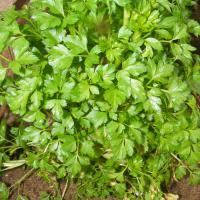 Giant Italian Parsley