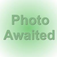 Pot Marigold seeds: Calendula officinalis