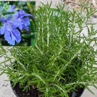 Rosemary 'Roman Beauty': Salvia rosmarinus 'Roman Beauty'