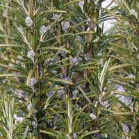 Rosemary 'Miss Jessopp's Upright': Salvia rosmarinus 'Miss Jessopp's Upright'