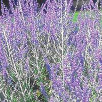 Russian Sage