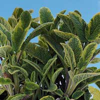 Golden Variegated Sage: Salvia officinalis 'Icterina'