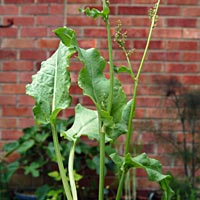 Broad leaved Sorrel: Rumex acetosa