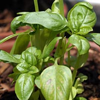 Sweet Basil: Ocimum basilicum
