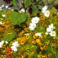Tall flowering pollinator seed mix:  