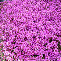 Creeping red thyme: Thymus serpyllum 'Coccineus'