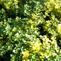 Thyme 'Doone Valley': Thymus 'Doone Valley'