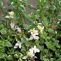 Foxley Thyme (Broad leaf variegated): Thymus pulegioides 'Foxley'