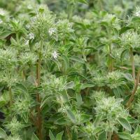 Thyme 'Pom Pom'<br />(Mastic thyme, Spanish marjoram): Thymus mastichina 'Pom Pom'